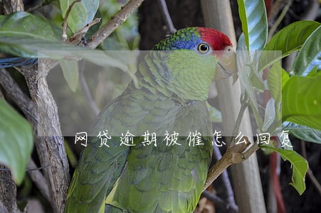 网贷逾期被催怎么回复