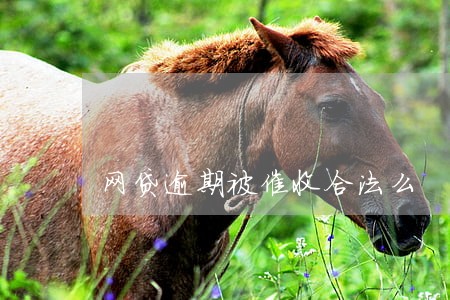 网贷逾期被催收合法么 网贷逾期被催收合法么
