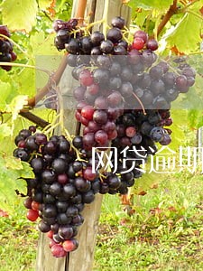 网贷逾期被催收没钱还 网贷逾期被催收没钱还