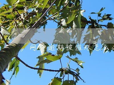 网贷逾期被催账怎么办 网贷逾期被催账怎么办