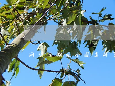 网贷逾期被全国通缉了