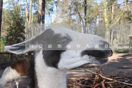网贷逾期被判为蓄意拖欠 网贷逾期被判为蓄意拖欠