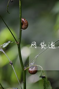 网贷逾期被判案例 网贷逾期被判案例