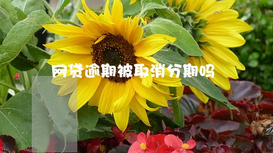 网贷逾期被取消分期吗 网贷逾期被取消分期吗