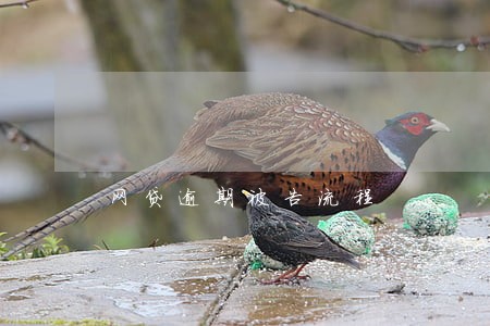 网贷逾期被告流程 网贷逾期被告流程