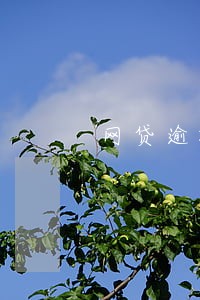 网贷逾期被告还钱就没事 网贷逾期被告还钱就没事
