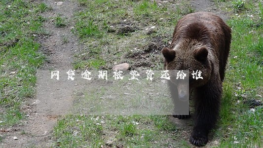 网贷逾期被垫资还给谁 网贷逾期被垫资还给谁