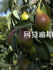 网贷逾期被外地仲裁怎么办 网贷逾期被外地仲裁怎么办