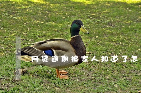 网贷逾期被家人知道了怎么办 网贷逾期被家人知道了怎么办