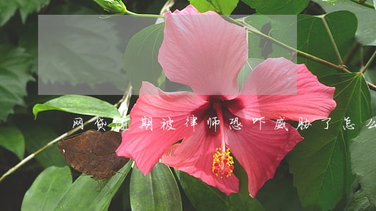 网贷逾期被律师恐吓威胁了怎么办 网贷逾期被律师恐吓威胁了怎么办