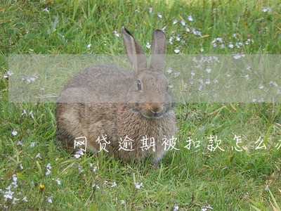 网贷逾期被扣款怎么办 网贷逾期被扣款怎么办