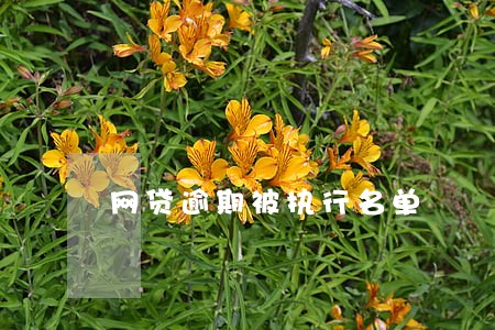 网贷逾期被执行名单 网贷逾期被执行名单