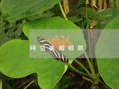 网贷逾期被抓 网贷逾期被抓