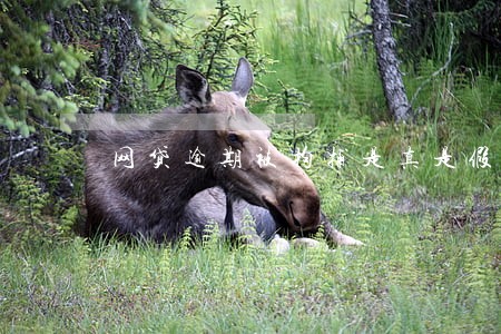 网贷逾期被拘捕是真是假 网贷逾期被拘捕是真是假