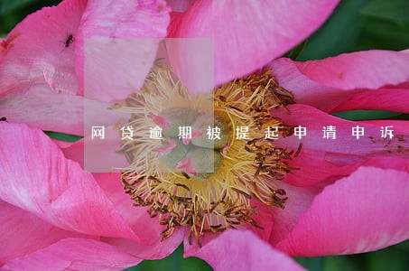网贷逾期被提起申请申诉需要多久 网贷逾期被提起申请申诉需要多久