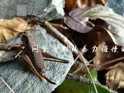 网贷逾期被暴力催债的人 网贷逾期被暴力催债的人