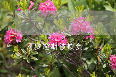 网贷逾期被欺负 网贷逾期被欺负