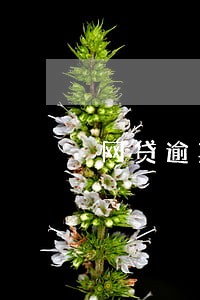 网贷逾期被法院起诉有罚金吗 网贷逾期被法院起诉有罚金吗