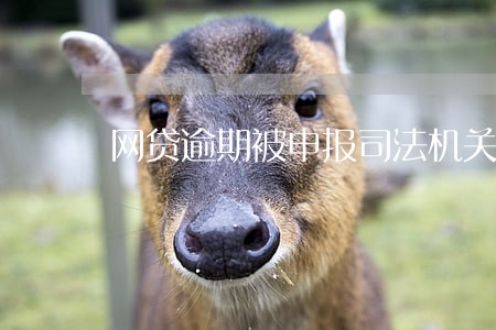 网贷逾期被申报司法机关 网贷逾期被申报司法机关