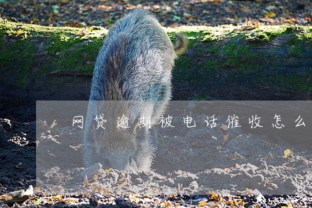 网贷逾期被电话催收怎么办 网贷逾期被电话催收怎么办