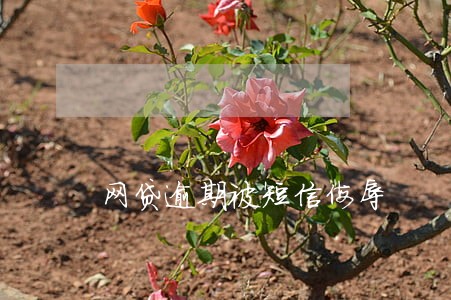网贷逾期被短信侮辱