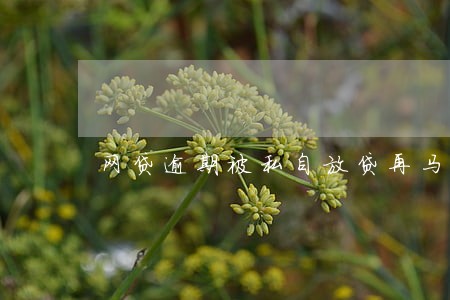 网贷逾期被私自放贷再马上扣款 网贷逾期被私自放贷再马上扣款