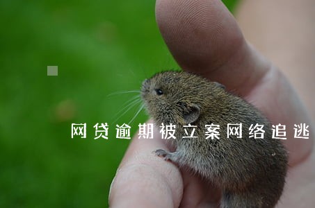 网贷逾期被立案网络追逃 网贷逾期被立案网络追逃