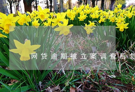 网贷逾期被立案调查后怎么办