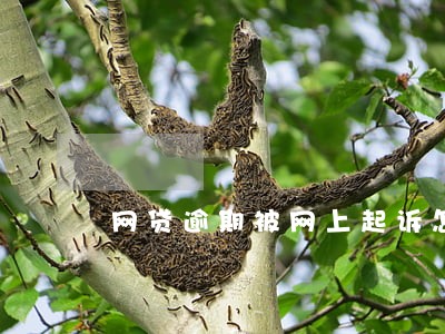 网贷逾期被网上起诉怎么办