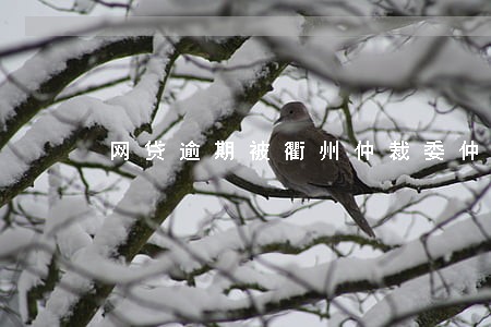 网贷逾期被衢州仲裁委仲裁立案 网贷逾期被衢州仲裁委仲裁立案