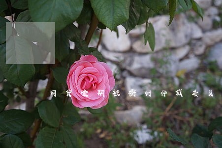 网贷逾期被衢州仲裁委员会仲裁 网贷逾期被衢州仲裁委员会仲裁