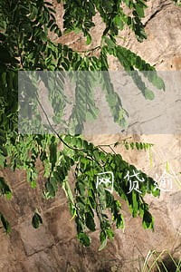 网贷逾期被要求还全款怎么办