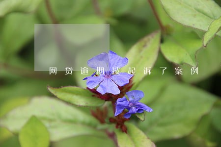 网贷逾期被起诉了案例 网贷逾期被起诉了案例