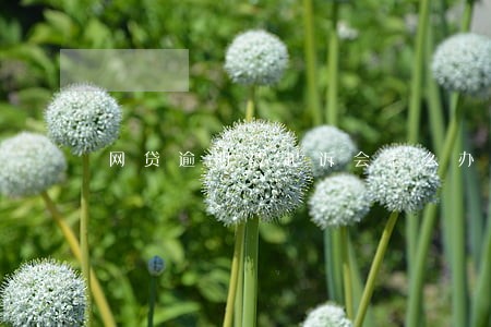 网贷逾期被起诉会怎么办