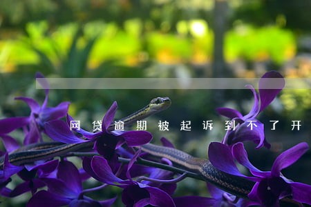 网贷逾期被起诉到不了开庭地方 网贷逾期被起诉到不了开庭地方
