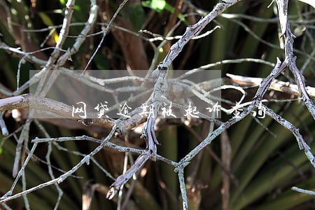 网贷逾期被起诉查询