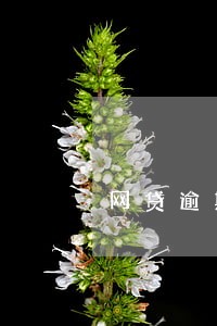 网贷逾期被起诉的最坏结果是什么 网贷逾期被起诉的最坏结果是什么