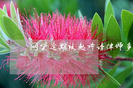 网贷逾期被起诉请律师多少钱 网贷逾期被起诉请律师多少钱