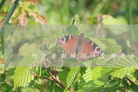 网贷逾期被起诉费用谁承担 网贷逾期被起诉费用谁承担