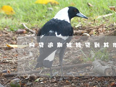 网贷逾期被转贷到其他公司合法吗 网贷逾期被转贷到其他公司合法吗