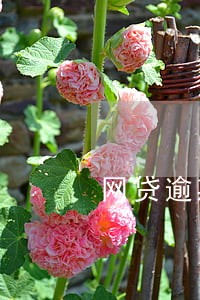 网贷逾期被轰炸通讯录怎么办 网贷逾期被轰炸通讯录怎么办