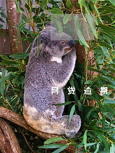 网贷逾期被通知 网贷逾期被通知