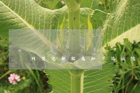 网贷逾期被通知下达法院