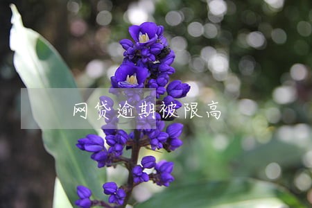 网贷逾期被限高 网贷逾期被限高