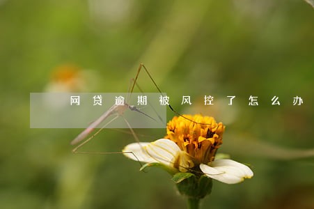 网贷逾期被风控了怎么办 网贷逾期被风控了怎么办