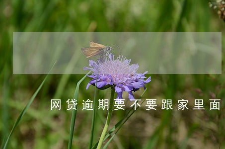 网贷逾期要不要跟家里面坦白 网贷逾期要不要跟家里面坦白