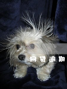 网贷逾期要什么对付催收 网贷逾期要什么对付催收