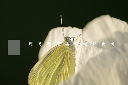 网贷逾期要付逾期费吗 网贷逾期要付逾期费吗