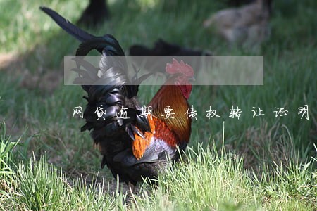 网贷逾期要债权转让证明 网贷逾期要债权转让证明