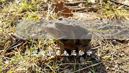 网贷逾期要先还部分